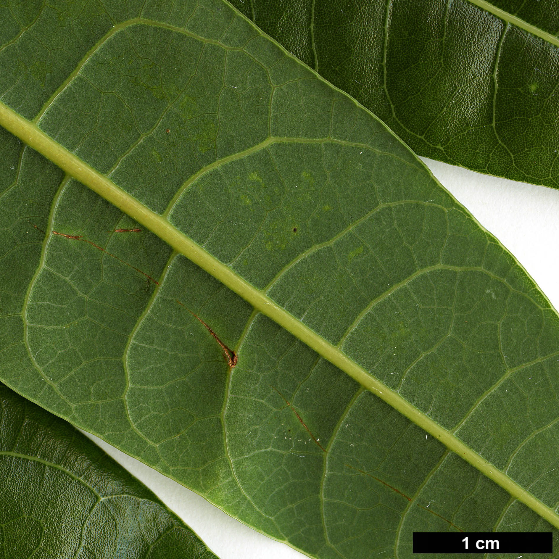 High resolution image: Family: Lauraceae - Genus: Litsea - Taxon: dilleniifolia